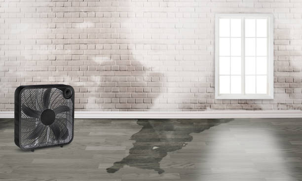 Best 24-hour water damage restoration  in Holiday Shores, IL