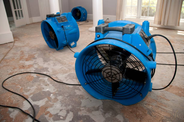 Best Mold removal after water damage  in Holiday Shores, IL